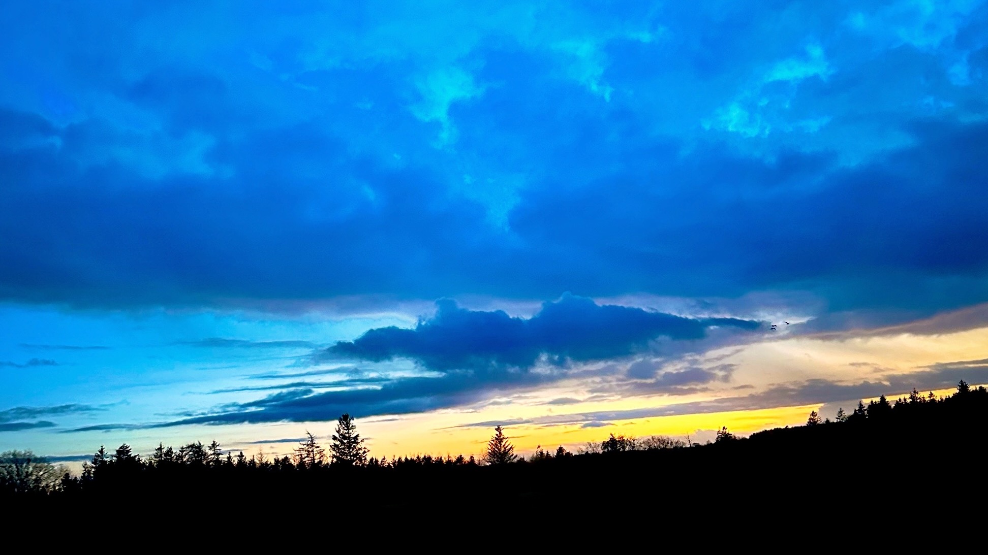 En mørk trælinje med en stribe solnedgang i baggrunden og blå skyer foroven. 